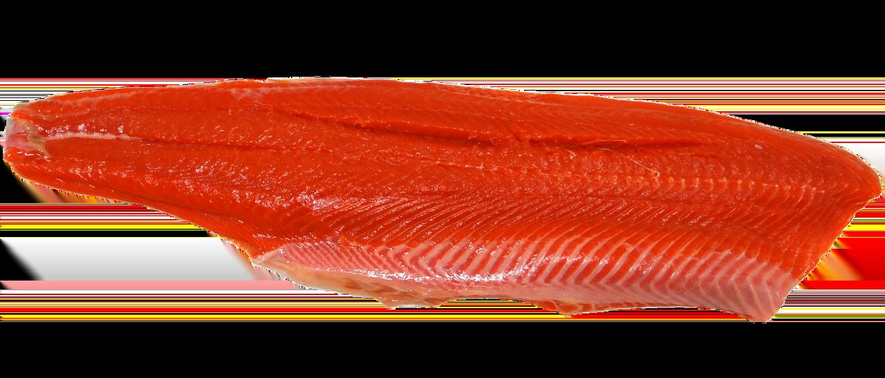 Pohľad do borovicového lesa s ranným svetlom prenikajúcim cez stromy